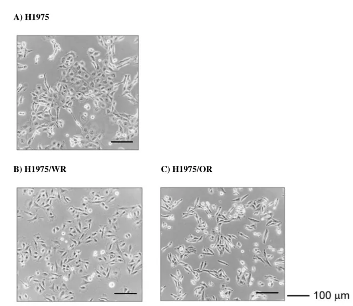 Figure  2.  Phenotypic  changes  between  the  mother  cell  and  the  EMT  induced  EGFR-TKI resistance cell lines 