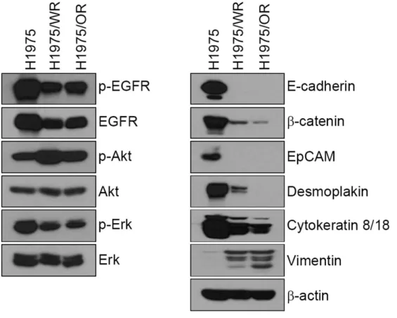 Figure 3. Immunoblot analysis of EMT expression  