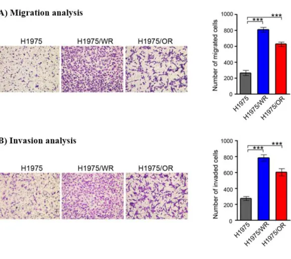 Figure  4.  Invasion  and  Migration  analysis  on  the  EMT  related  EGFR-TKI  resistance cell lines  