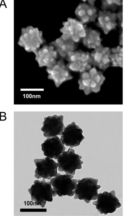 Figure 2. SEM image (A), TEM image (B) of 100 nm gold nanourchins (AuNUs)