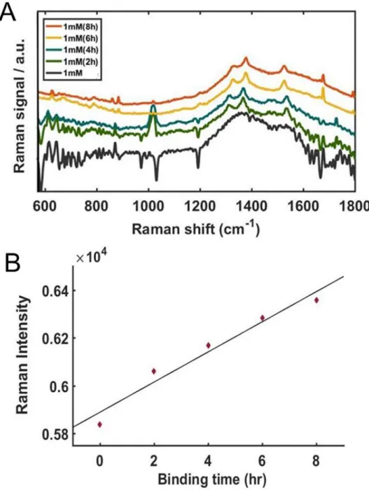 Figure  5. SERS  spectra  with  increasing  binding  time  from  0  h  to  8  h  (A),  Raman intensities at 1370 cm−1 obtained from SERS spectra shown in (A), the experimental  data were fitted with a linear function (B)