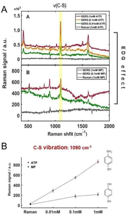 Figure 17. SERS spectra with ATP and MP at various concentration (1 mM, 0.1 mM,  0.01  mM)  and  normal  Raman  spectrum  at  1  mM  (A),  Raman  and  SERS  signal  intensity of the vibrational mode υ(C-S) versus various concentrations (B)