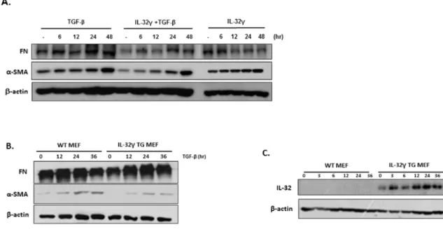 Fig.  2.  Exogenous,  but  not  endogenous,  IL-32γ  attenuates  fibroblast  activation