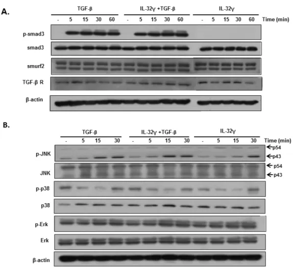 Fig.  4.  rIL-32γ  has  no effect  on  TGF-β-mediated  Smad  or  non-Smad  signaling  pathways