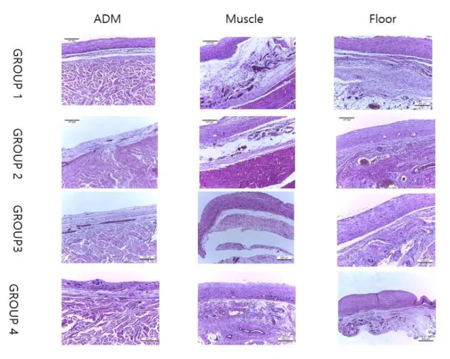 Figure 7. Histologic results of capsule (H&amp;E)