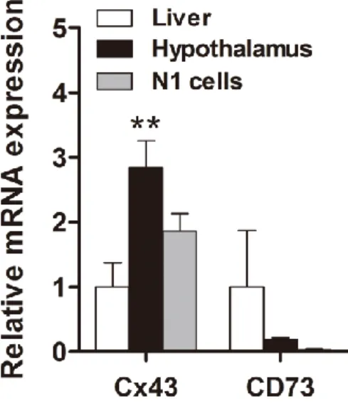 Figure  2.  The  mRNA  expression  of  Cx43  and  CD73  in  the  young  mouse  liver/hypothalamus  and N1  cells