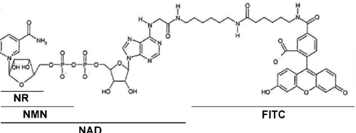 Figure  5.  Molecular  structure  of  FITC-NAD.  NR:  nicotinamide  ribose,  NMN: 