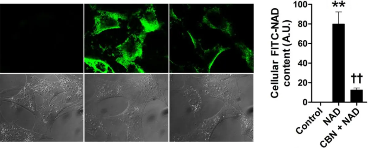 Figure 6. Cellular uptake of FITC-NAD in N1 cells in the absence or presence of CBN .  To visualize cellular FITC-NAD uptake, cells were pretreated with CBN (1 μM) or vehicle  (PBS)  for  1  h  before  FITC-NAD  treatment