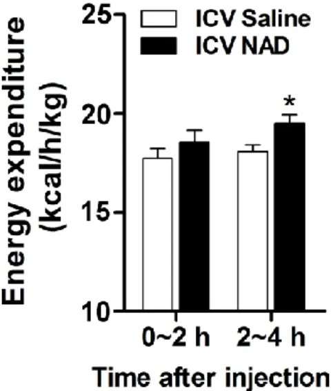 Figure 10.  Effects  of  ICV  administration  of  NAD on  energy expenditure for  indicated  periods