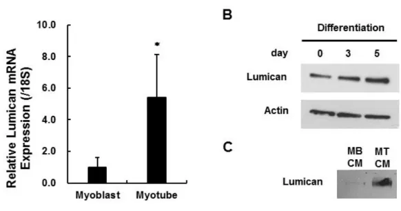 Figure 2. Changes in Lumican expression and secretion during myogenesis.