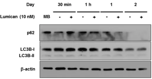 Figure 9. Effects of Lumican on autophagy of myoblasts.