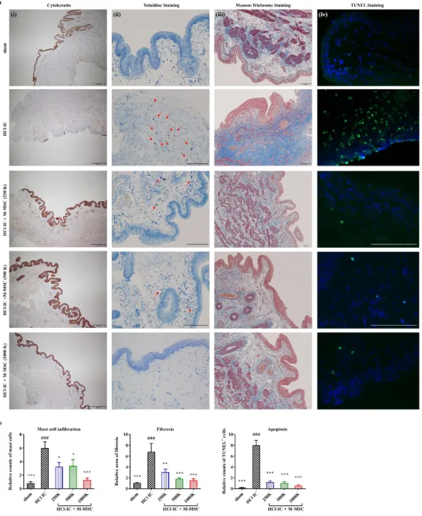 Figure  1-3.  Histological analysis  of  M-MSC  injection  effects  on  HCl-induced  bladder  injury.