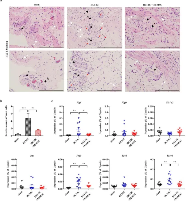 Figure 1-4. The effect of M-MSC injection on visceral hypersensitivty in HCl-IC model  rats