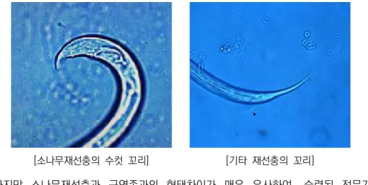 [그림  2]  G810  용기  내  분포하는  천적곰팡이  포자  및  균사  형태