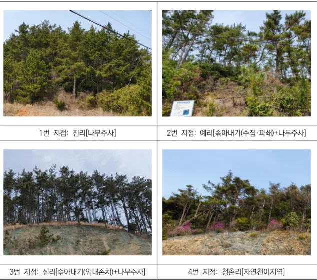 [그림  6]  다도해해상국립공원  시범연구지역  솔껍질깍지벌레  모니터링  조사구  전경