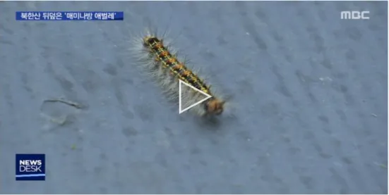 [그림  38]  국립공원  매미나방  애벌레  대발생  관련  보도(MBC,  2020.5.21.) 