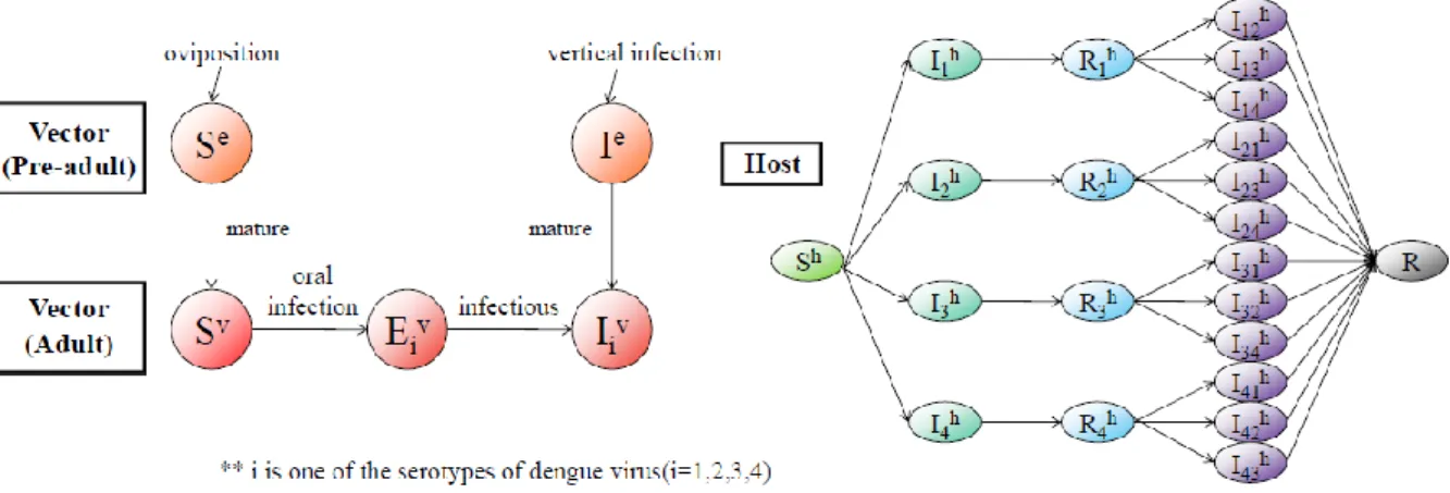 Figure 3.4 Diagram of secondary infection model with four serotypes 