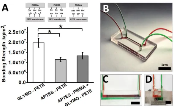 Figure 6. Validation of robust bonding. (A) Bonding strength between PMMA and PETE membrane  was  measured  in  term  of  shear  stress