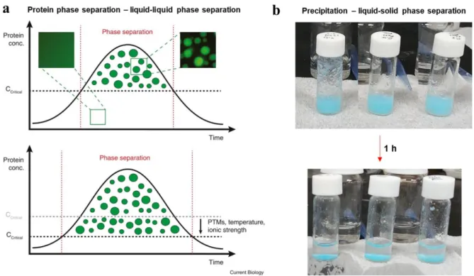 Figure 1.1. Representative example of phase separation. (a) Liquid-liquid phase separation of protein  separation 4 