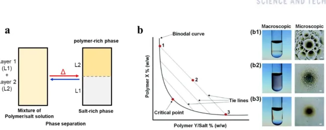 Figure  1.5.  (a)  Schemes  illustrating  the  procedure  for  phase  separation  of  polymer/salt ATPSs