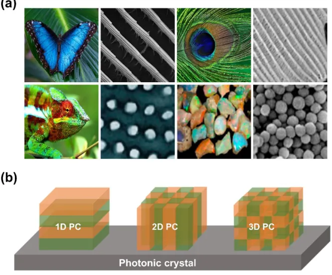 Figure 2. (a) Images and SEM images of blue morpho butterfly, peacock feathers, chameleon, mine  stone  with  natural  PCs, 25-30   (b)  schematic  diagrams  of  structural  cycles  in  one-dimensional,   two-dimensional and three-two-dimensional