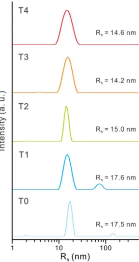 Figure 2.13. Distribution of  hydrodynamic  radius  (R h )  of  T0– T4 micelles  in  water  at  32 ˚C  as  measured  by  DLS.