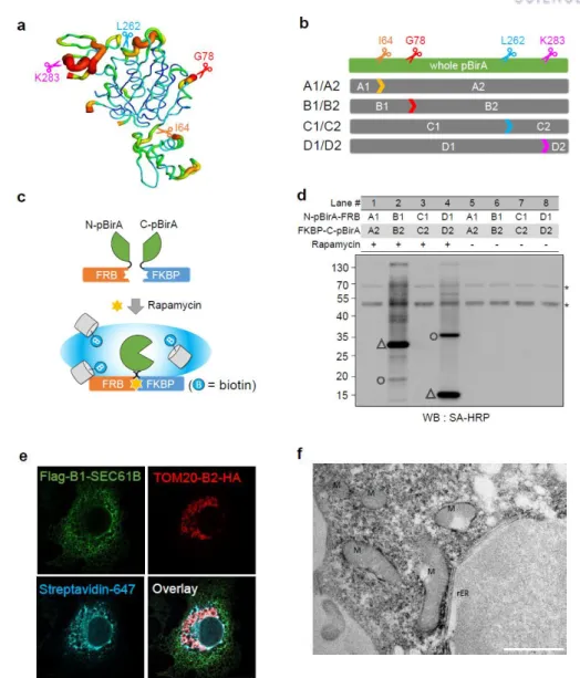 Figure 3. Design of MCS-ID and application for MAM.