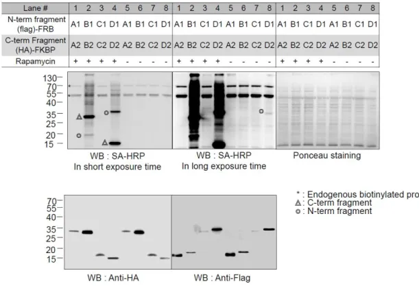 Figure 4. Comparison of biotinylation activity and expression level for split pBirA systems.
