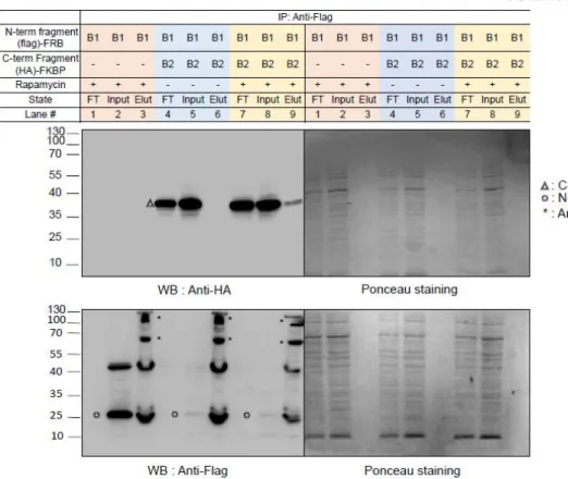 Figure 5. Validation of intrinsic affinity in MCS-ID.