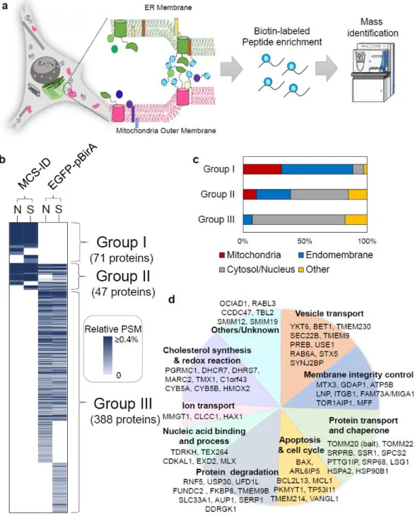 Figure 6. Schematic view of MAM proteome profiling and characteristics of MAM proteome  revealed by MCS-ID.