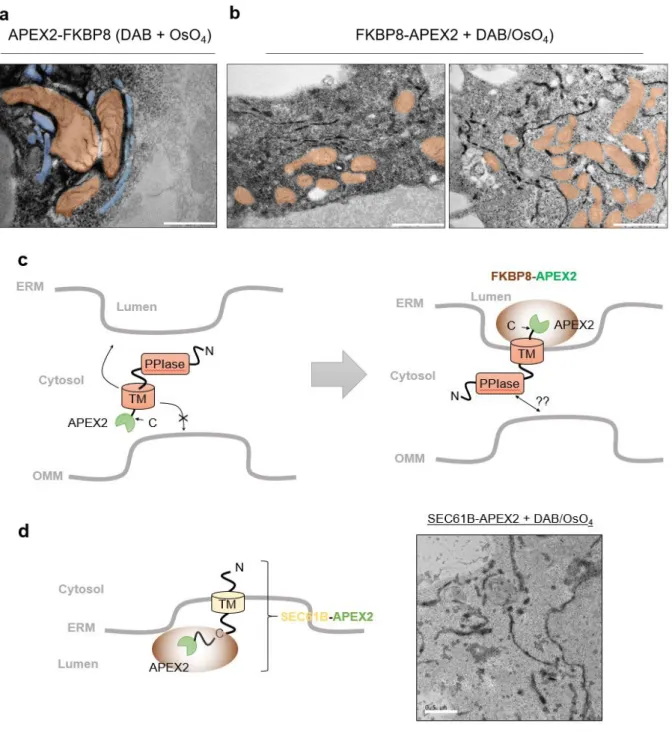 Figure 9. Localization of FKBP8 tagged by APEX2 in EM imaging and control image.