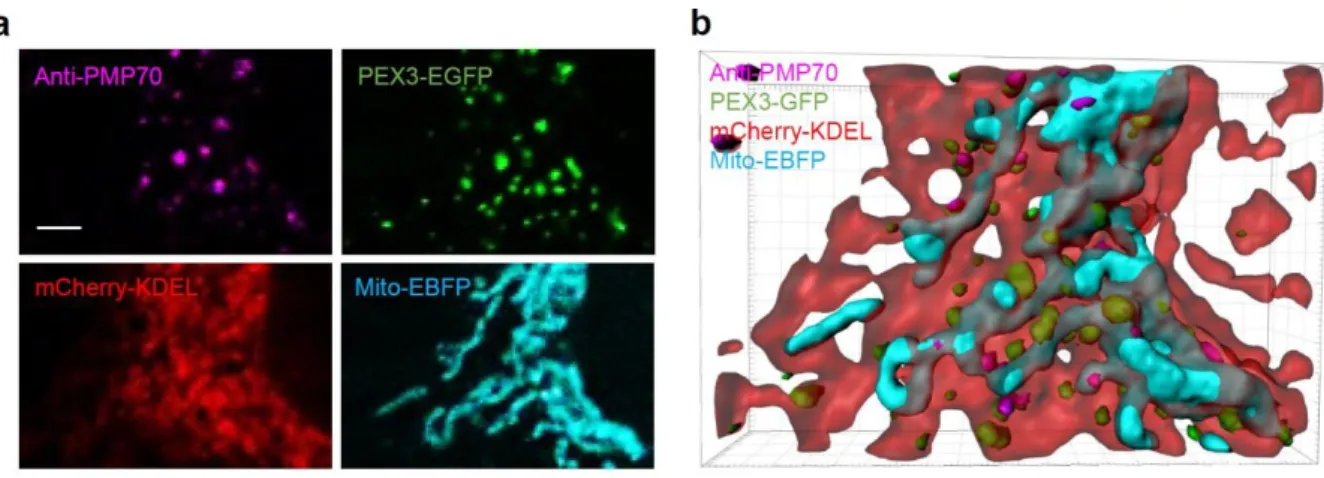 Figure 10. Localization of PMP70 via confocal microscopy and validation by conventional  fractionation.
