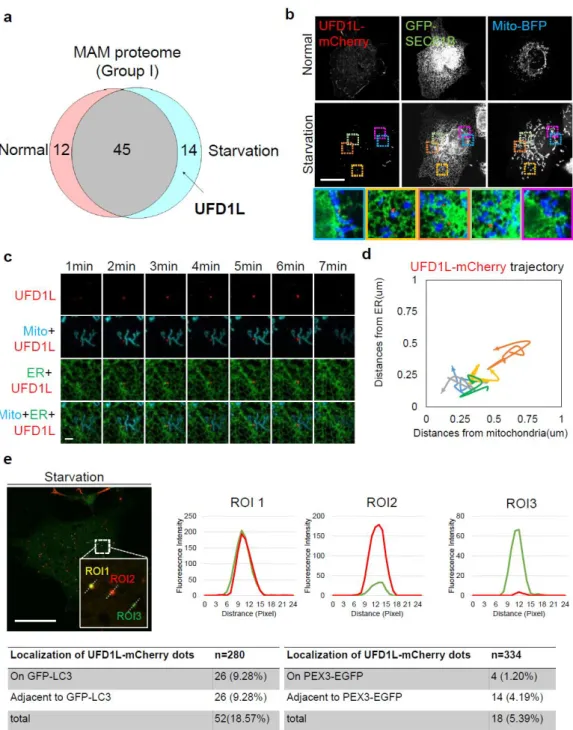 Figure 12. localization and dynamics of UFD1L and interaction with lysosome.