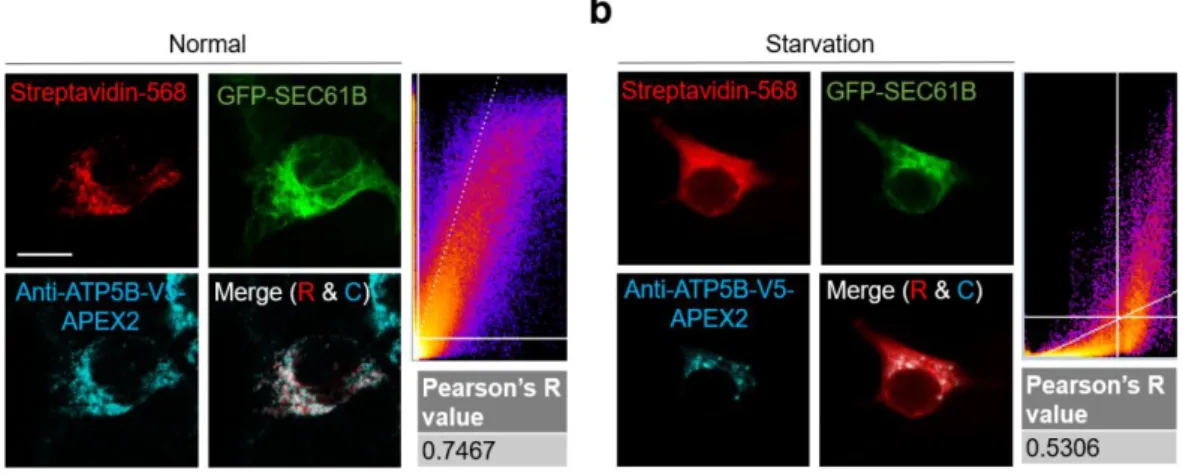 Figure 14. translocation of ATP5B-APEX2 under normal and starvation condition.