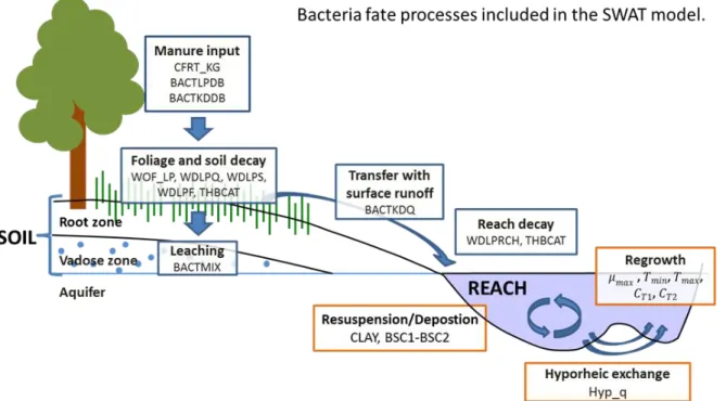Figure 3.2 Main processes affecting the fate of fecal bacteria in the environment included in the 