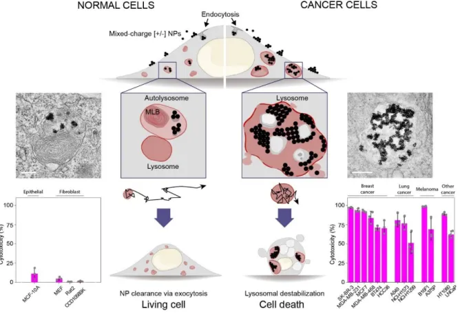Figure  2.1.  Summary  of  how  crystallization  of  mixed-charge  NPs  in  cancer  lysosomes  lea ds  to  selective  killing  of  cancer  cells
