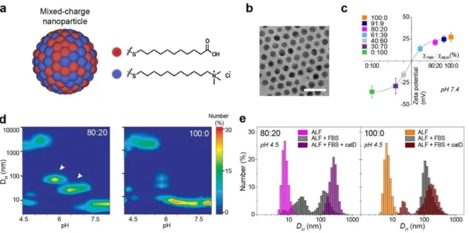 Figure  2.2.  Structure  and  pH-dependent  aggregation  of  mixed-charge  NPs. (a) Illustration of  gold  NPs  covered  with  mixed  self-assembled  monolayers  composed  of  positively  charged  N,N,N-trimethyl(mercaptoundecyl)ammonium  chloride  (TMA)  