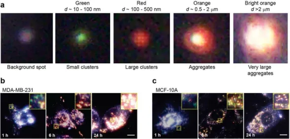 Figure 2.9. Additional dark-field microscopy images of intracellular aggregation of mixed-charge  nanoparticles
