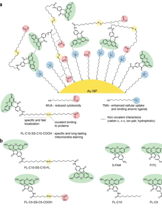 Figure  3.1.  Structure  of  mixed-charge  nanocarriers  for  mitochondrial  delivery  and  of  fluo rescent  ligands