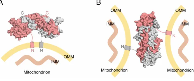 Figure 3.16. Working model of EXD2 at the outer mitochondrial membrane 