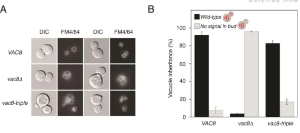 Figure 1.11. The Vac8-triple mutant supports vacuole inheritance 