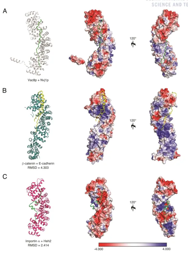 Figure 1.14. Comparison of the tVac8-tNvj1 complex with other ARM-containing proteins  Ribbon and surface charge representations of the tVac8 (gray)-tNvj1 (green) complex (A), β-catenin  (dark green)-E-cadherin (yellow) complex (B), and Importin α (magenta