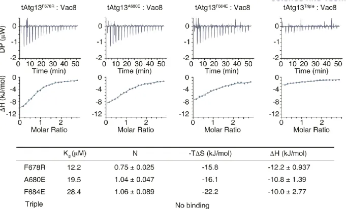 Figure 2.4. Isothermal titration calorimetry (ITC) analysis of tAtg13 mutants in interface II  binding to Vac8 