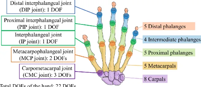 Figure 1.1 The anatomy of the hand and DOFs of each finger joint 