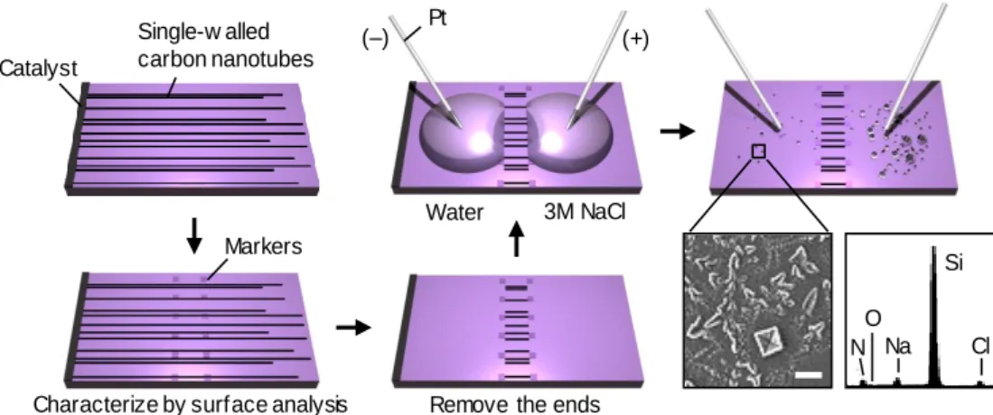 Figure 2.1 Transport of ionic species through the SWNTs. Experimental platform for studying ionic transport along the nanotube