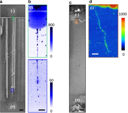 Figure 2.8 Surface elemental analysis for imaging the charge distribution. (a) and (c) SEM image of 1 mm-long nanotubes,  Scale bars, 50 μm
