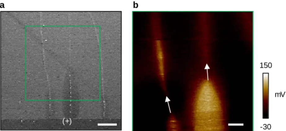 Figure 2.10 Surface potential analysis for imaging the charge distribution (a) SEM image of Taylor cone-like structures