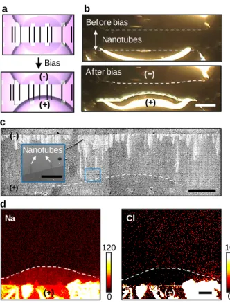 Figure 2.9 Accumulation of charges during the exterior transport of ions. (a) Schematic illustration showing deformation of  droplets  upon  electrical  bias,  caused  by  repulsion between  likely  charged  ions