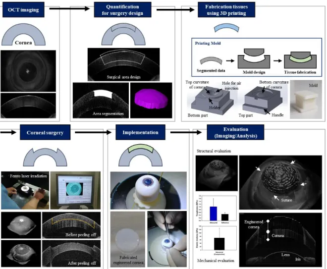 Figure 5-9. Fabrication protocol for the personalized engineered cornea for the pilot study of corneal  transplantation.