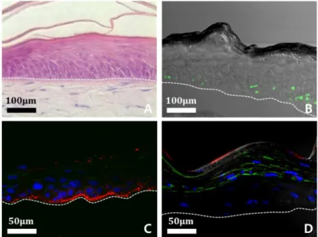 Figure  2-2.  Analysis  of  constitutive  of  engineered  skin  structures  using  a  confocal  microscope; 